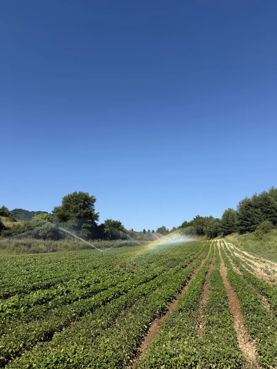 Watering black bean crops