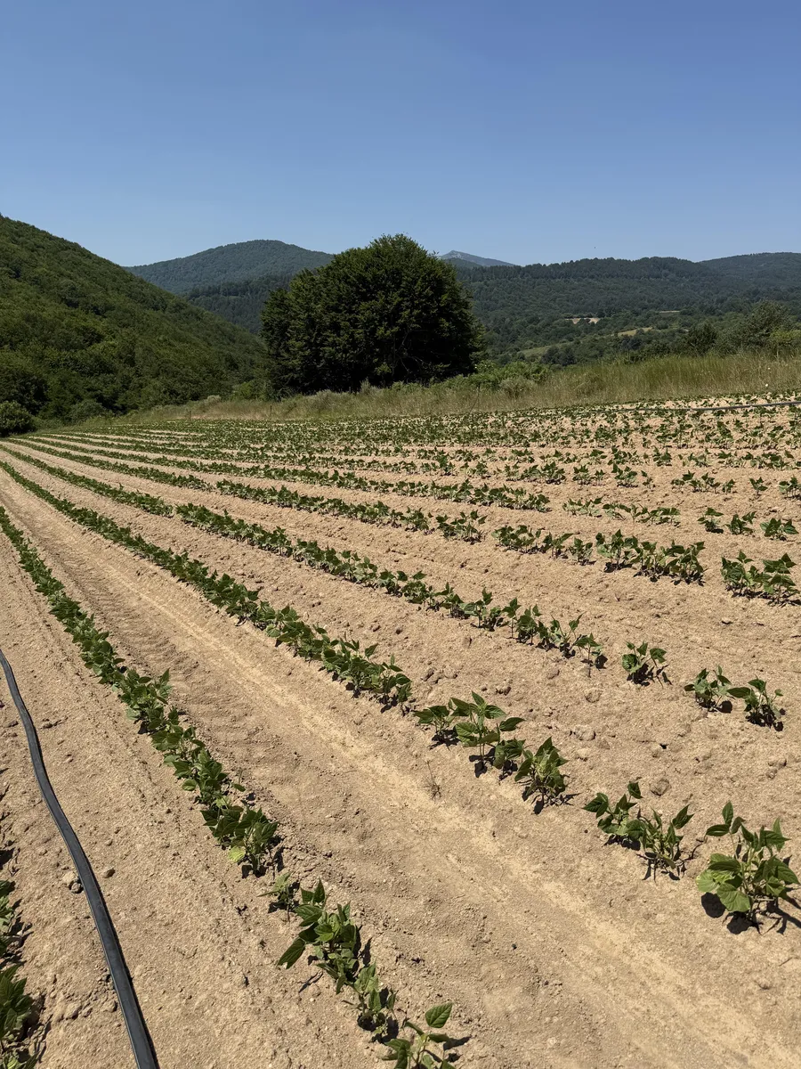 Tending bean plants on the mountain