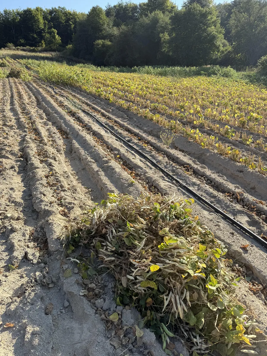Black bean harvest in Ano Vrontou