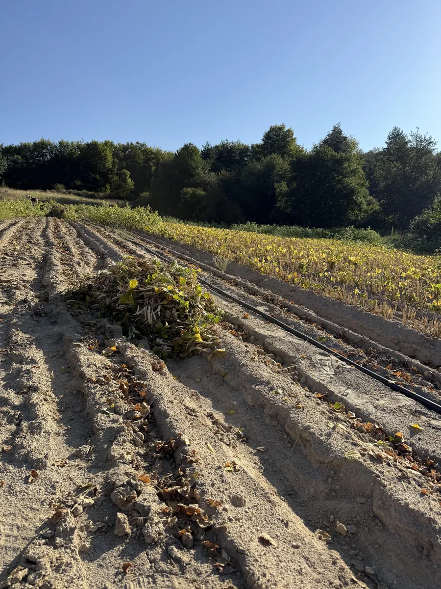 Collecting ripe beans