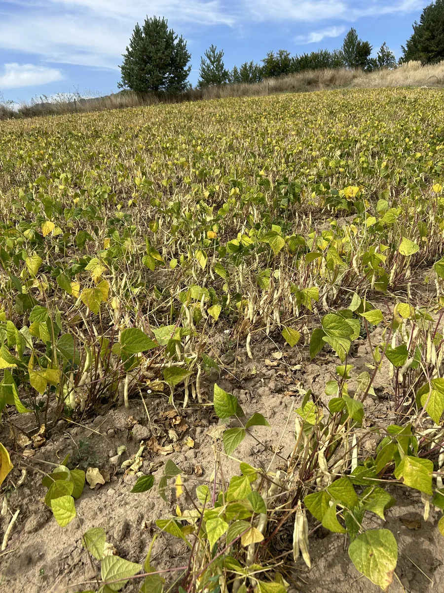 Beans drying naturally in the sun