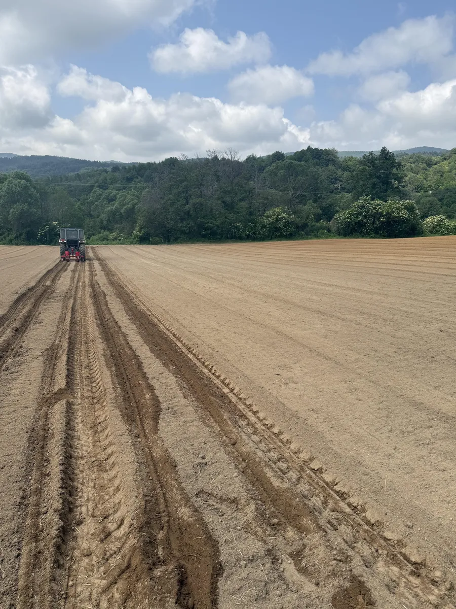 Sowing black beans in the fields