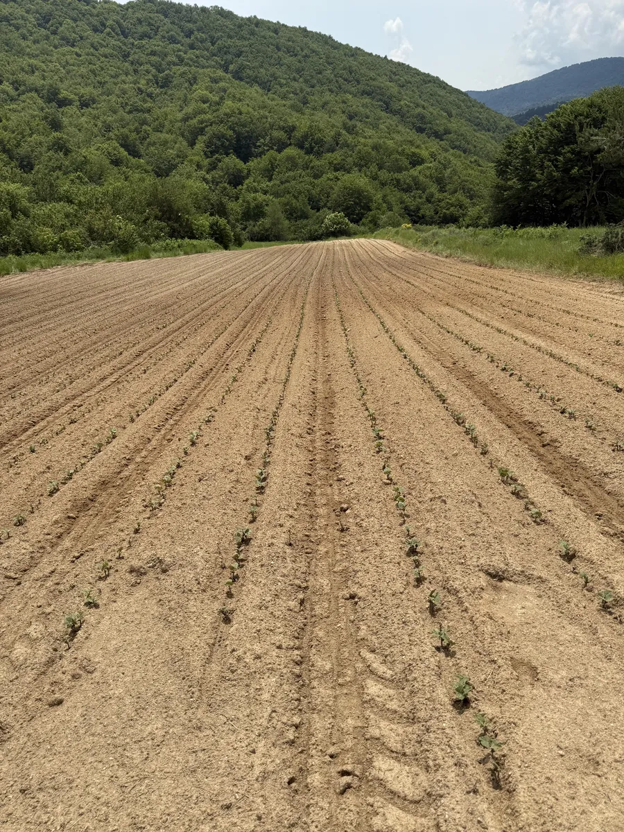 Young bean plants in the fields